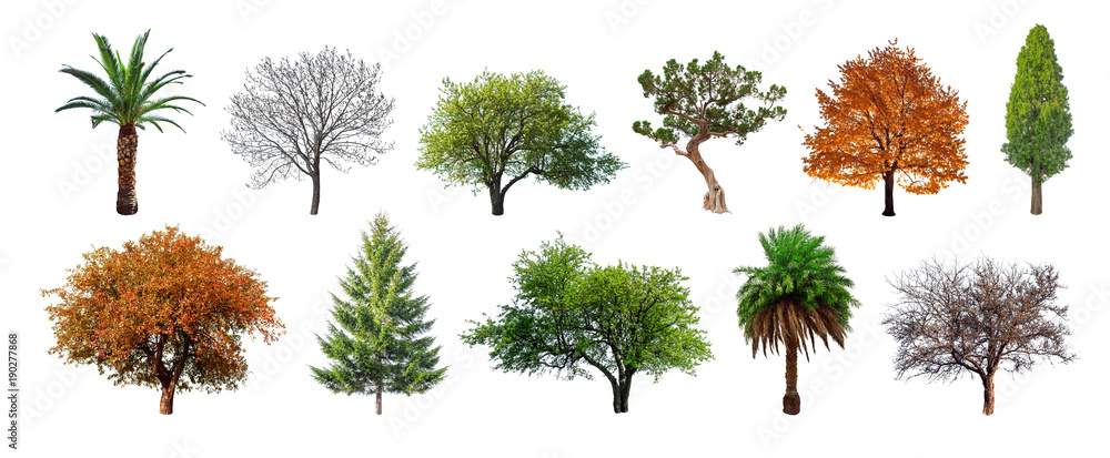 Obraz premium Zestaw zielonych drzew na białym tle. Różne rodzaje zbierania drzew