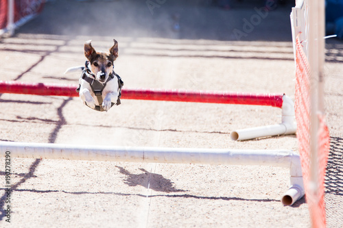 Small dog running in obstacle course, leaping over bars on a dirt track with ears flopping in the wind.
