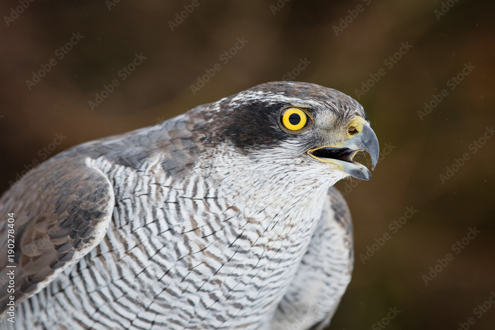 Fototapeta premium Northern goshawk (Accipiter gentilis) closeup isolated on dark background