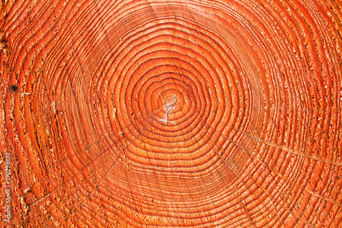Tree rings in wood