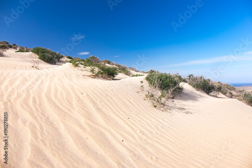 Green shrub plant in the sandy desert