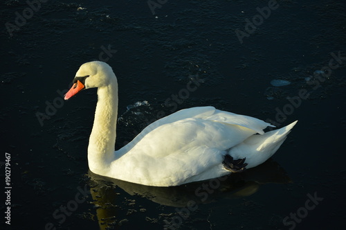 Swan in the lake