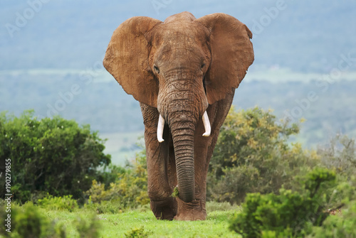 African Elephant, Loxodonta africana, South Africa photo