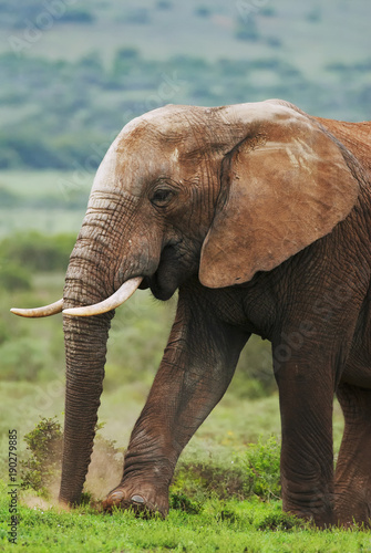 African Elephant  Loxodonta africana  South Africa