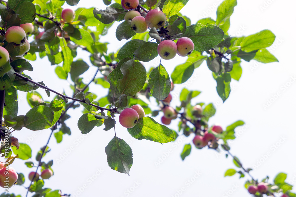 Apple tree with apples Apple tree with apples