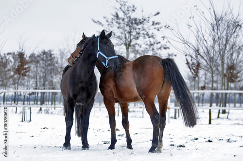 Two beautiful Hanoverian racing horses showing affection and love enjoying cold winter day