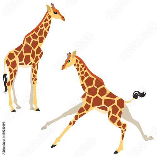 Vector illustration of standing and running giraffes isolated on white background
