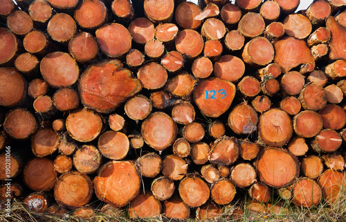 Harvest in forestry  piled tree trunks
