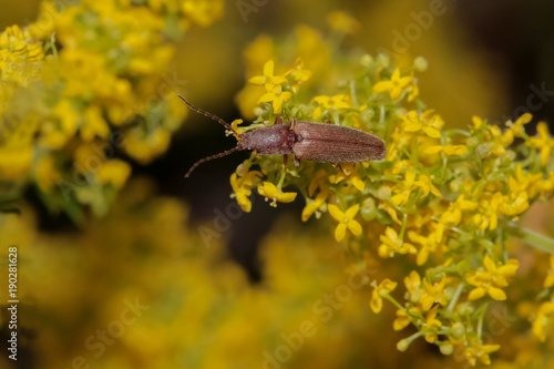 K  fer  Saarschnellk  fer  Schnellk  fer  Agriotes lineatus