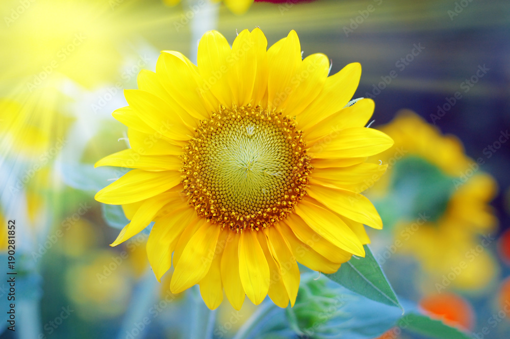 Obraz premium Sunflower with sun beaming light 