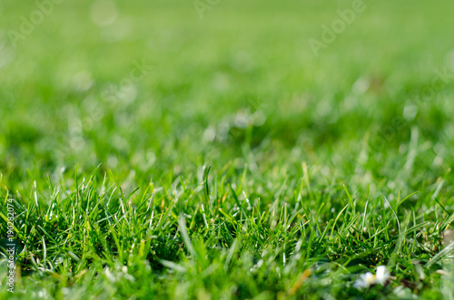 Lawn of green grass