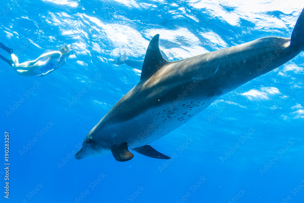 Fototapeta premium A girl swimming with wild doplphins underwater