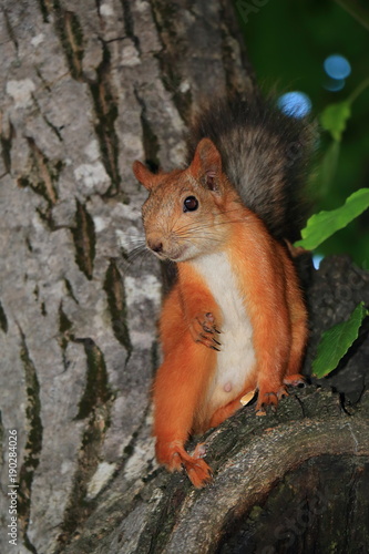 Red squirrel sits on a tree trunk