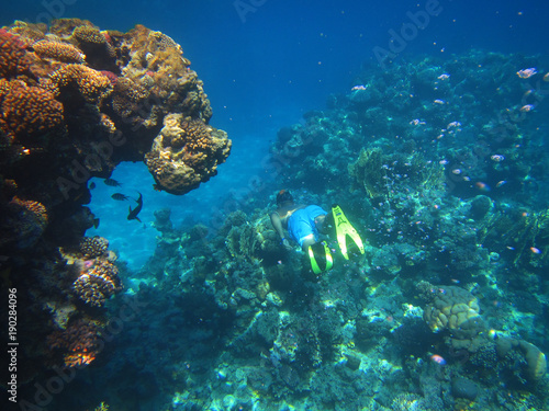 underwater, sea, coral, fich, reef, ocean, diving, red sea, coral reef, blue, tropical, scuba, nature, egypt, 