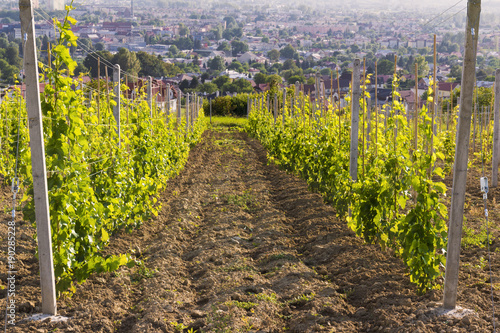 Blooming vineyard on the hill with city on horizon, near Jaslo in Podkarpacie, Poland