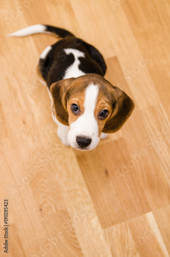 Puppy beagle dog on the floor cute eyes looks up