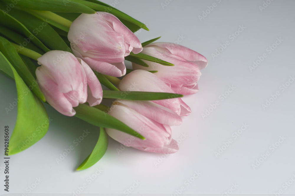 Obraz premium Różowe tulipany na białym tle