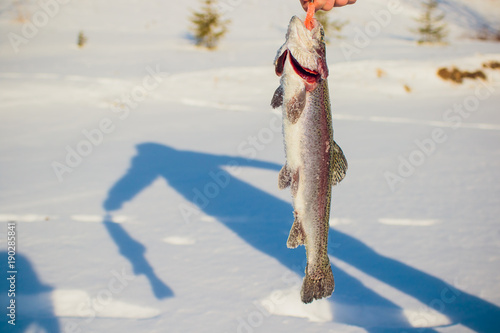 A fisherman's success on a cold winter's day on top of a frozen lake photo