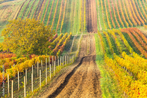Colorful rows of vineyards in autumn. Country road among vineyards. Autumn scenic landscape of South Moravia in Czech Republic. Nature agriculture background