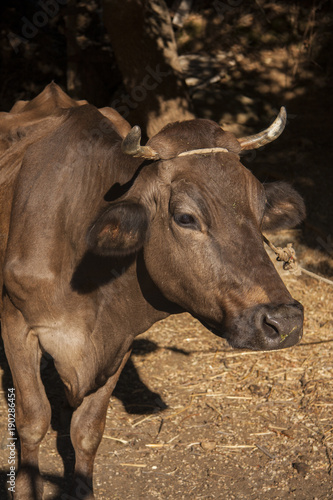 Portrait of cow and horns