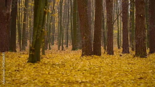 Autumn forest carpet of yellow leaves on the ground autumn background with falling leaves