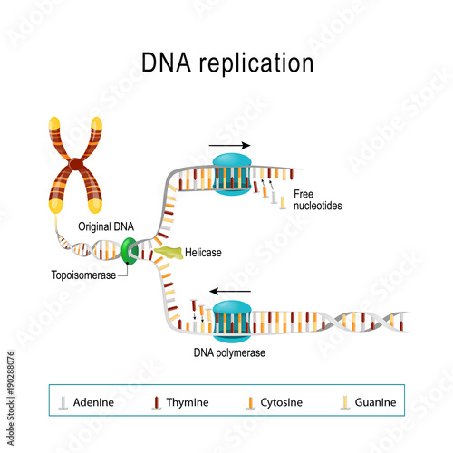 DNA replication