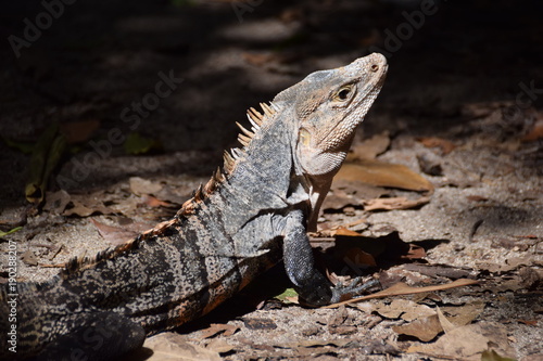Black Iguana in Costa Rica