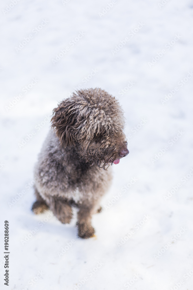Obraz premium portrait of a young cute small water dog in the snow. Brown color.Outdoors, white background. Nature