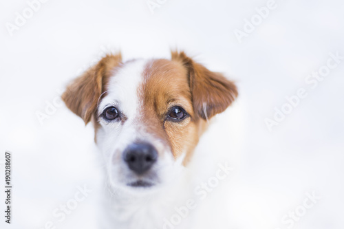 portrait of a young cute small dog in the snow looking at the camera. Brown and white colors.Outdoors, white background. Nature © Eva
