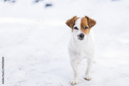 portrait of a young cute small dog in the snow looking at the camera. Brown and white colors.Outdoors, white background. Nature © Eva