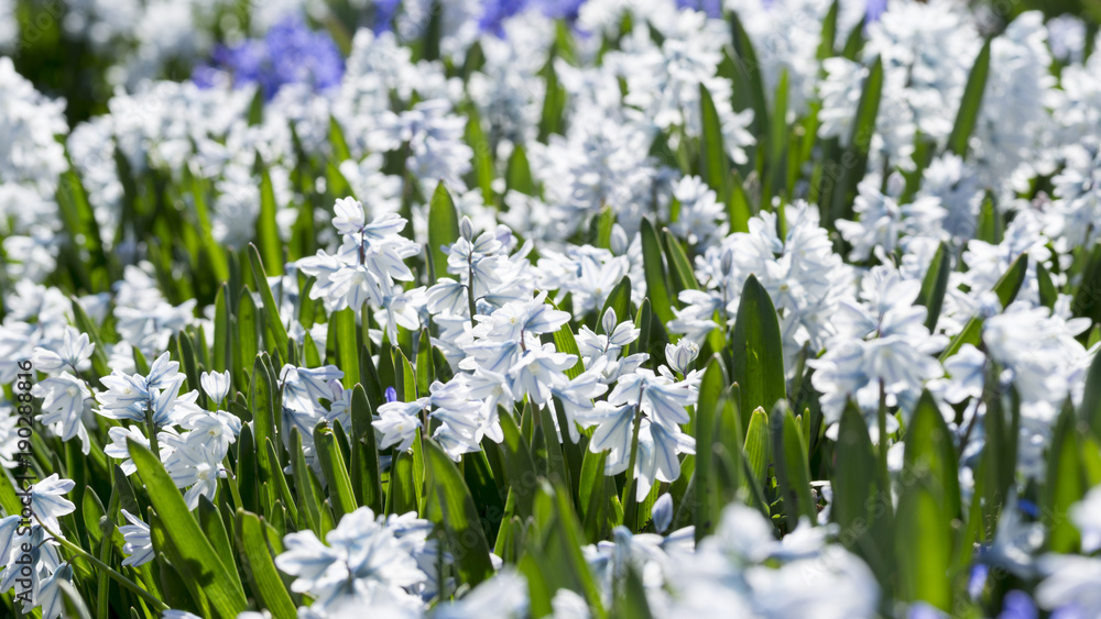 Obraz premium Puschkinien im Frühling