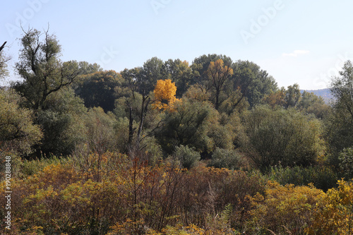 Yellow tree in green forest