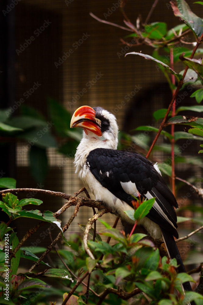 Obraz premium Male Von der Decken's hornbill (Tockus deckeni) on a branch. Antwerp Zoo, Belgium