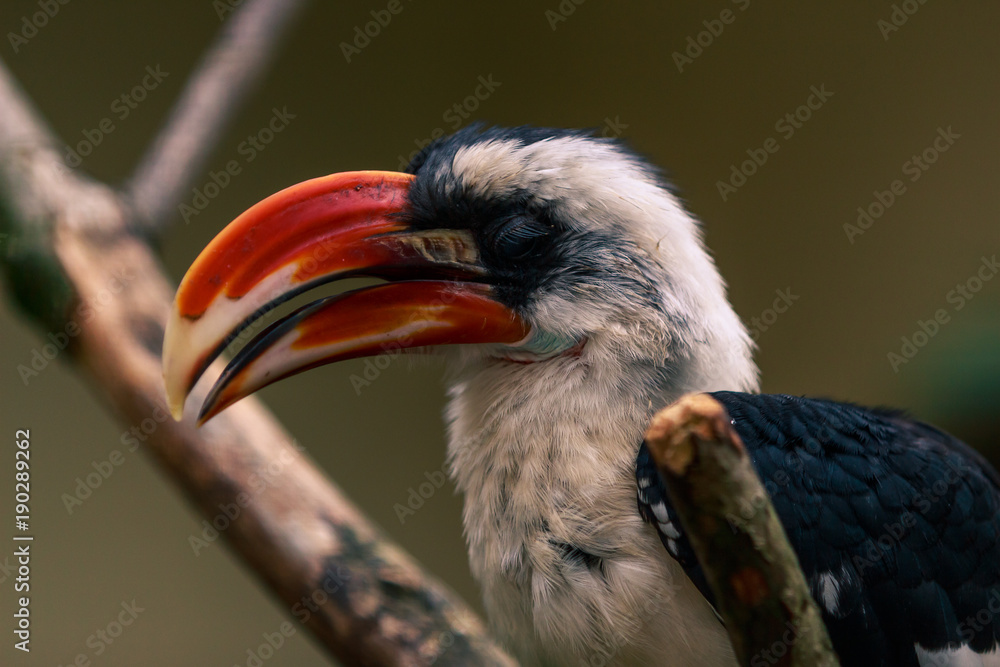 Male Von der Decken's hornbill (Tockus deckeni) close up Male Von der Decken's hornbill (Tockus deckeni) close up
