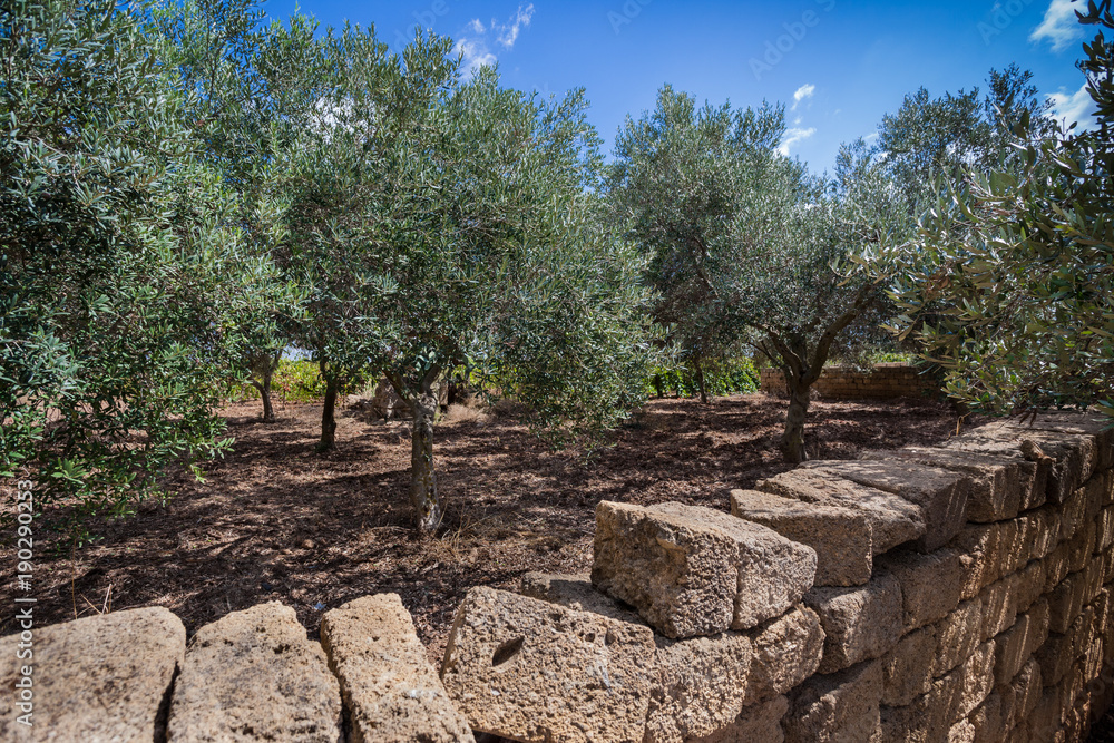 Typical olive grove on west coast of Sicily.