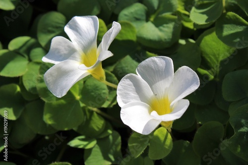 White oxalis flowers bloom in spring