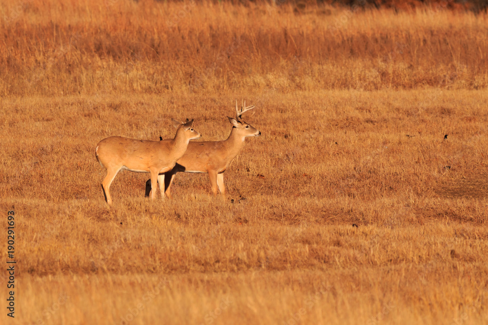 Naklejka premium White Tailed Deer