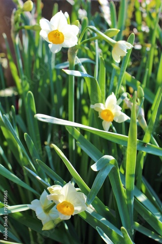 Fototapeta Naklejka Na Ścianę i Meble -  White narcissus blooming in early spring