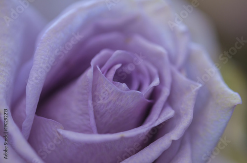 Violet rose close up