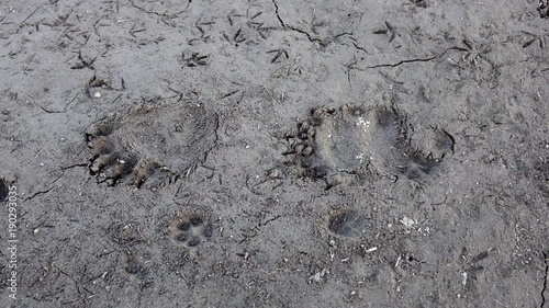 Dolly shot of bear footsteps in the mud