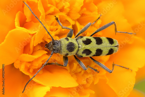 Long-horned beetle Chlorophorus herbstii on a yellow flower, dorsal view of longhorn beetle photo