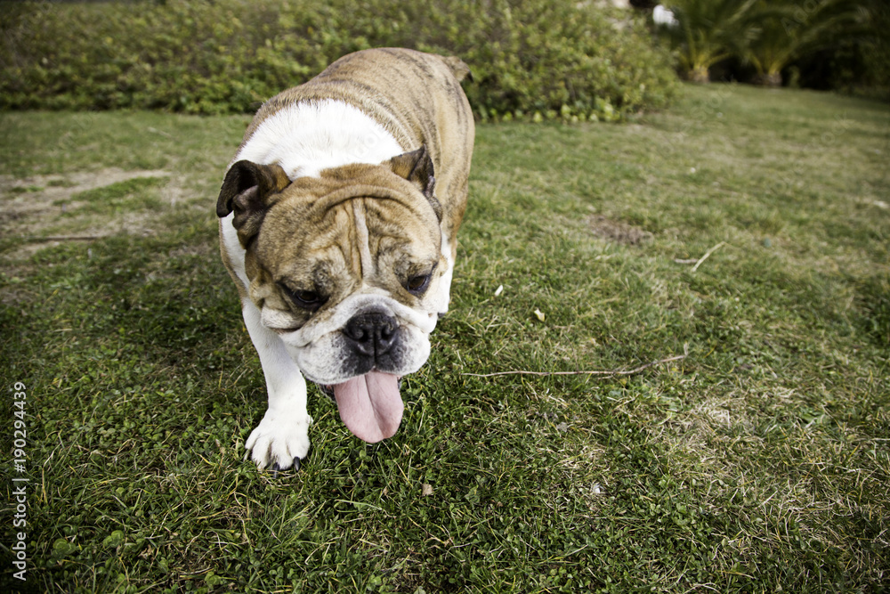 Fototapeta premium Bull dog in park