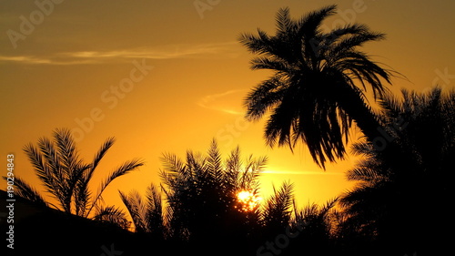 goldener Sonnenuntergang hinter schwarzen Palmen am Rande einer Oase in der Sahara