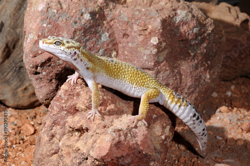 Leopardgecko (Eublepharis macularius) - leopard gecko  photo