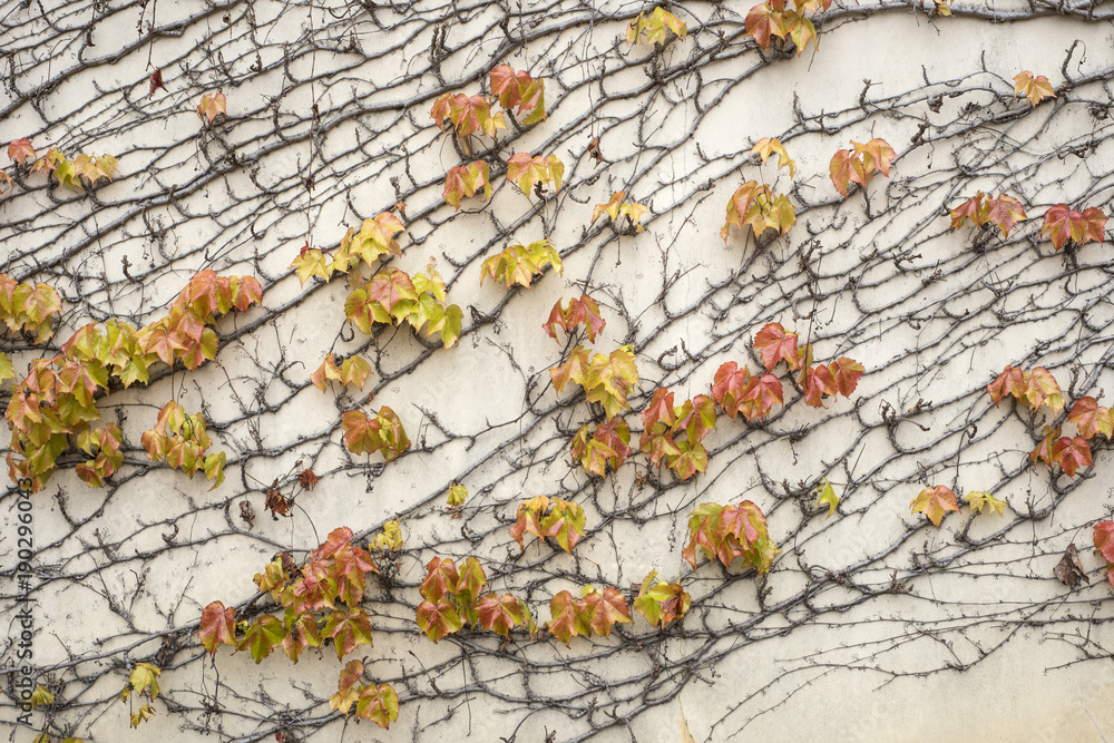 Fototapeta premium Ivy growing on a wall