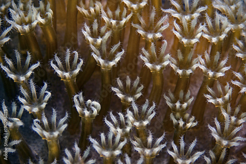 Korallenpolypen, Coral Polyps