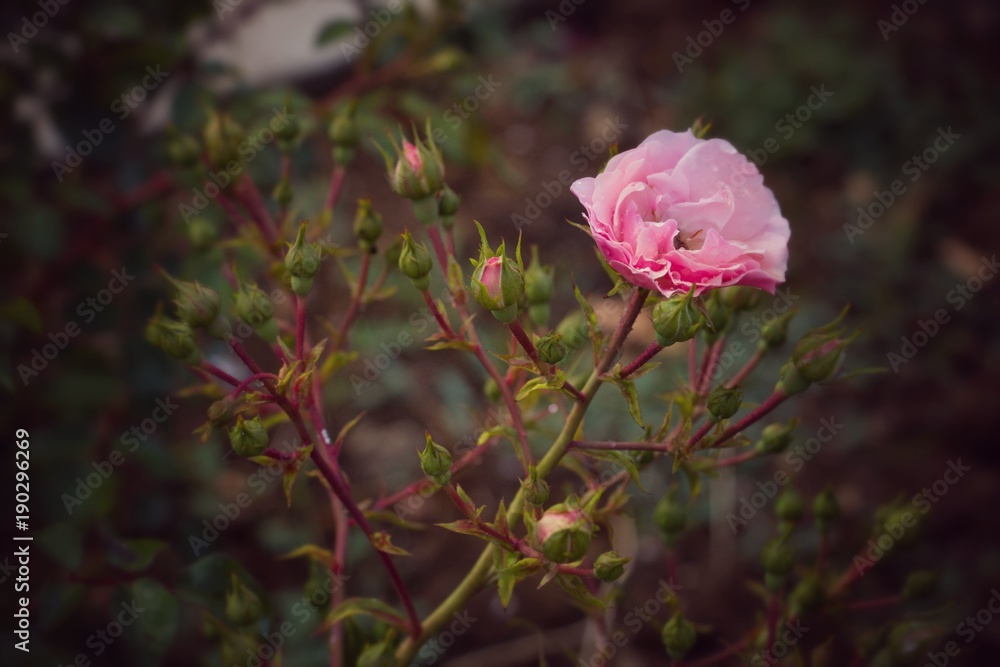 Obraz premium A bush of rose roses in the backyard of a house in a village, Bulgaria.Shallow depth of focus.