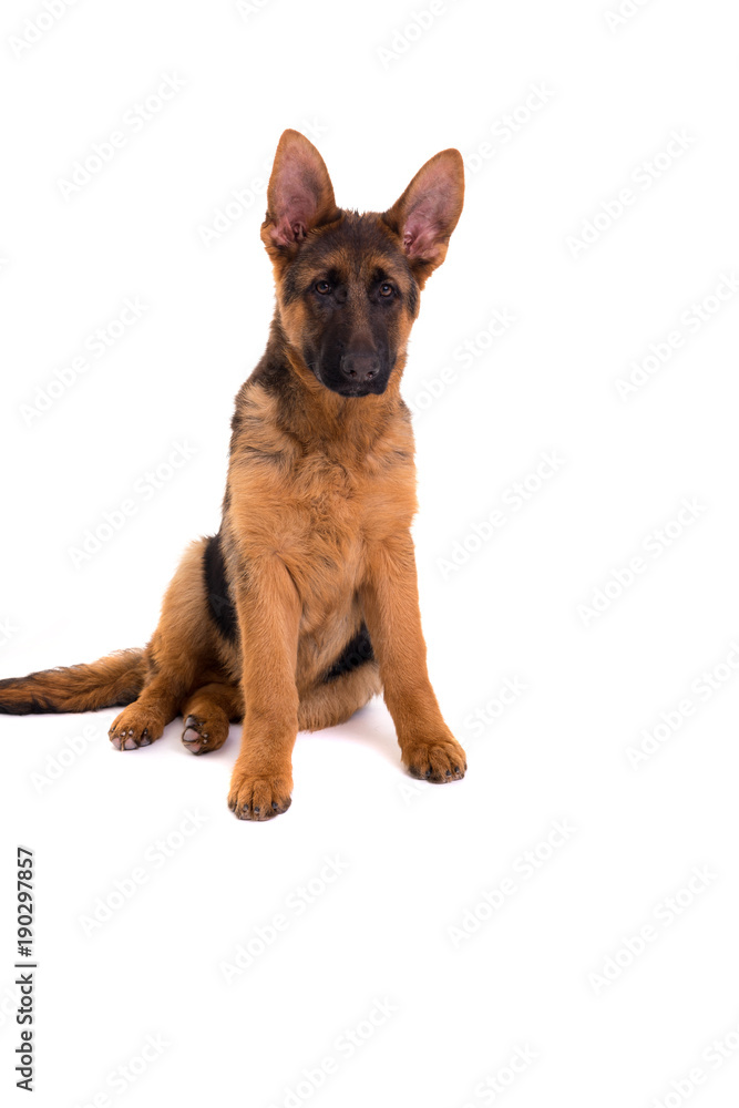 German Shepherd puppy German Shepherd puppy