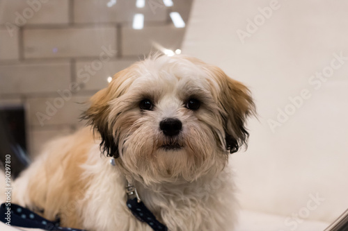 Shih Tzu Puppy Dog Cute – Stock-Foto | Adobe Stock
