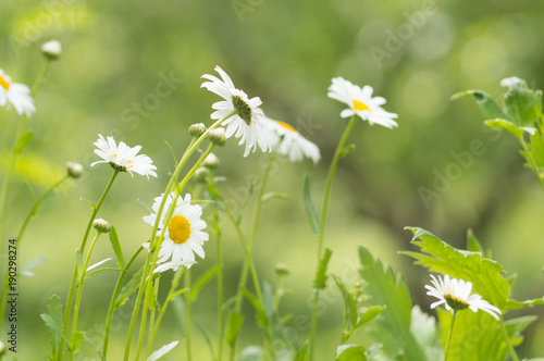 A photo of camomile flowers in a garden. Selective focus.